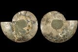 Agatized, Cut & Polished Ammonite Fossil - Madagasar #184261-1